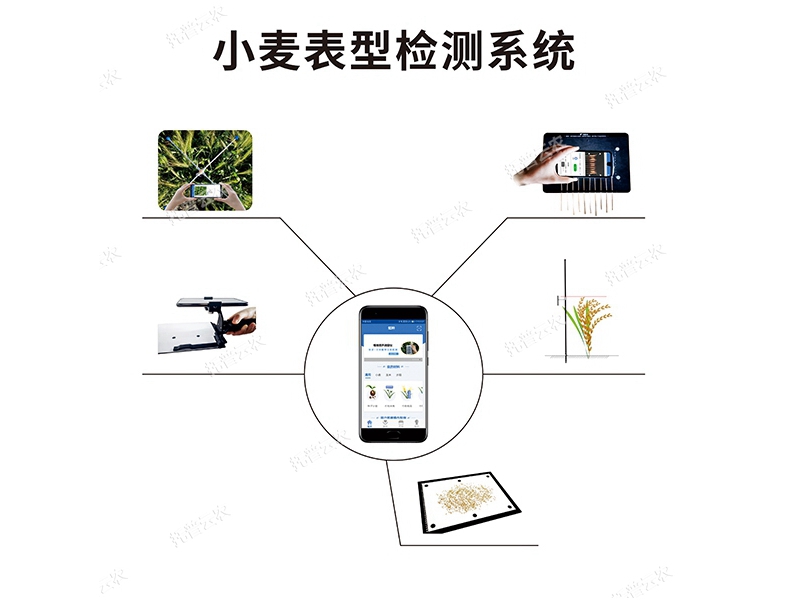 小麥表型檢測系統TPM-BX-1